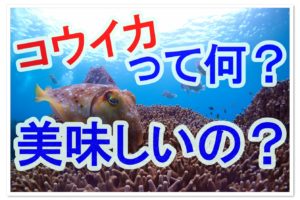 セイゴとスズキの違いに注目 セイゴvsスズキどちらが美味い 全国釣りで回る青年が教えるフィッシング情報