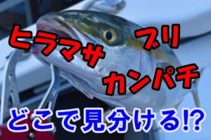 アコウ キジハタ をワームで釣る リグとアクションは 全国釣りで回る青年が教えるフィッシング情報