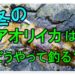 アオリイカを冬に釣るポイントとは!?おすすめ料理も紹介!　